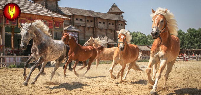 horse festival3