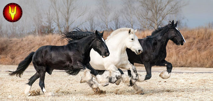 horses 2