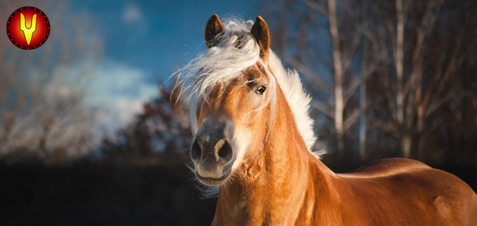 horses 3