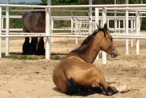 Контактна конюшня